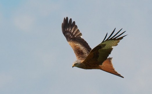 Guila Calva Caracter Sticas Comportamiento Alimentaci N Reproducci N