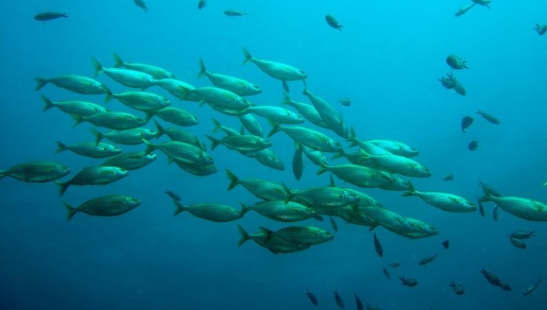 Cómo respiran los peces y por dónde lo hacen Animales