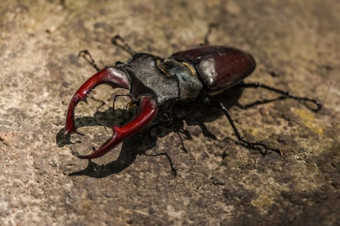 El Escarabajo Caracter Sticas Alimentaci N Reproducci N