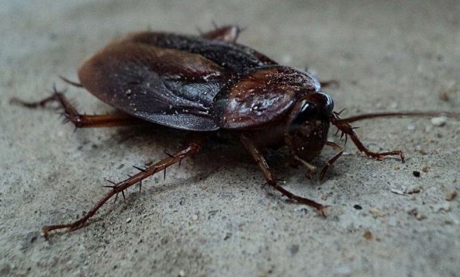 Cucaracha Caracter Sticas Alimentaci N H Bitat Reproducci N Amenaza