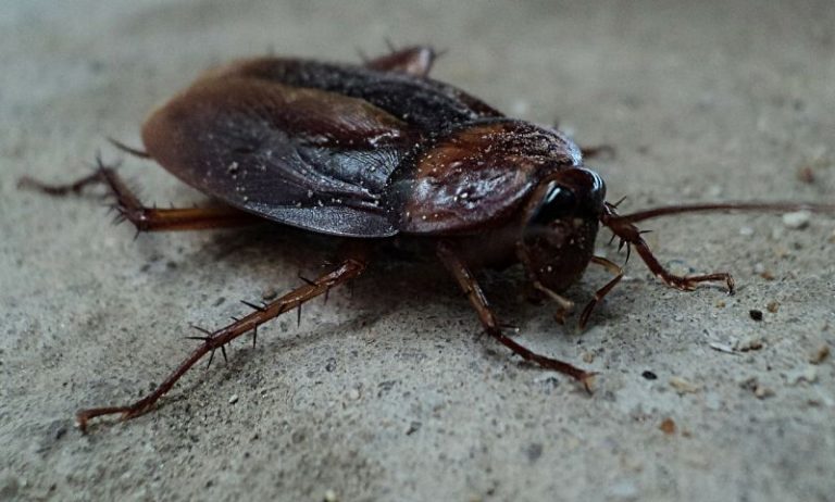 Cucaracha Características alimentación hábitat reproducción amenaza