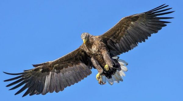 Águila imperial Características hábitat reproducción alimentación