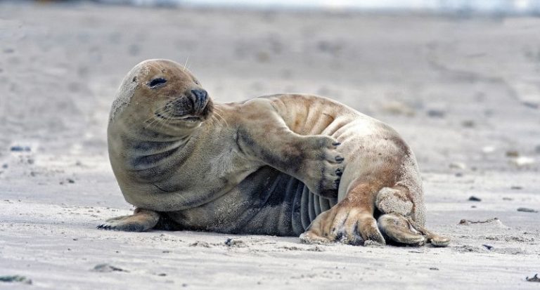 Foca monje Características alimentación reproducción hábitat