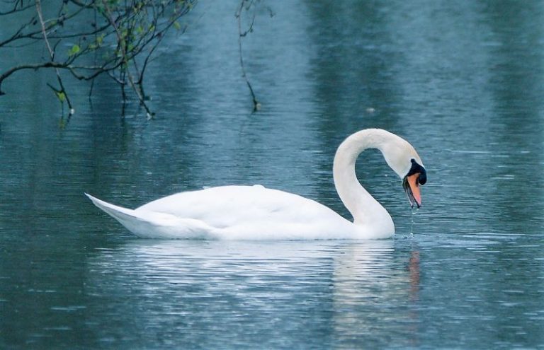 Cisne Caracter Sticas Alimentaci N H Bitat Reproducci N Tipos Ave