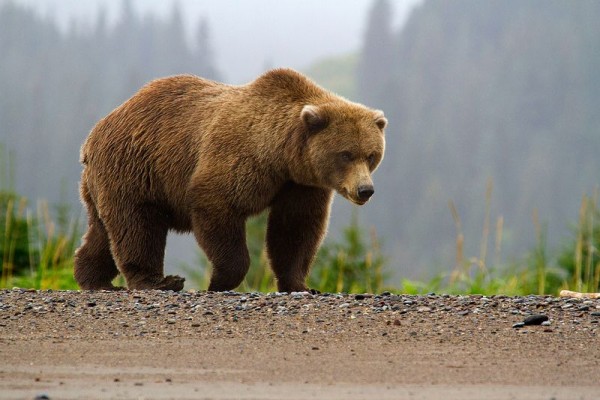 el-oso-pardo-caracter-sticas-alimentaci-n-reproducci-n