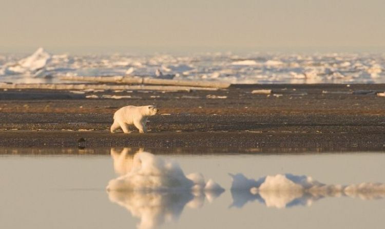 El Oso Polar | Características, hábitat, alimentación, qué come