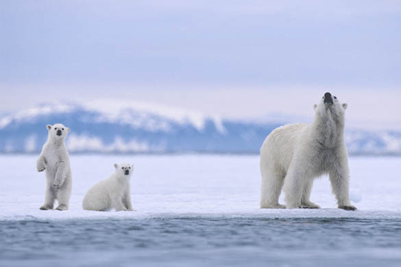 oso polar, características, alimentación, habitat