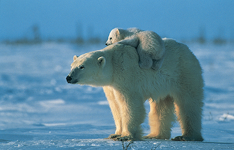 oso polar en la nieve