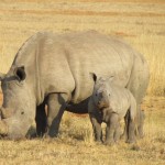 rinoceronte, carateristicas, que come, alimentacion, habitat, peligro de extincion