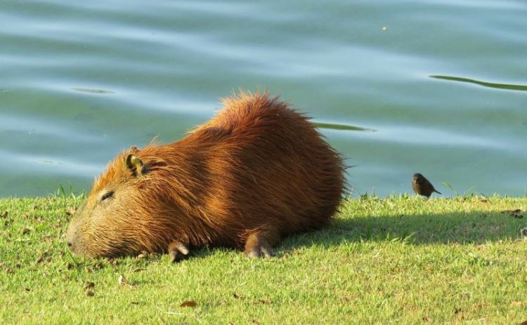 El capibara | Características, hábitat, qué come, mascota