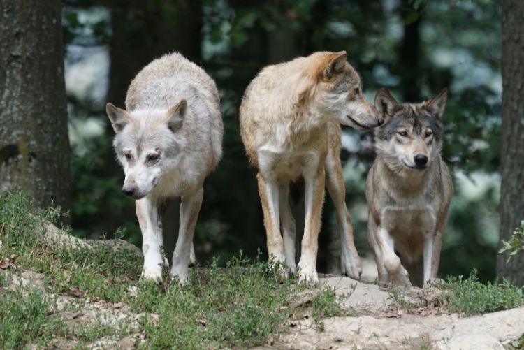 El lobo | Características, hábitat, qué come, peligro de extinción