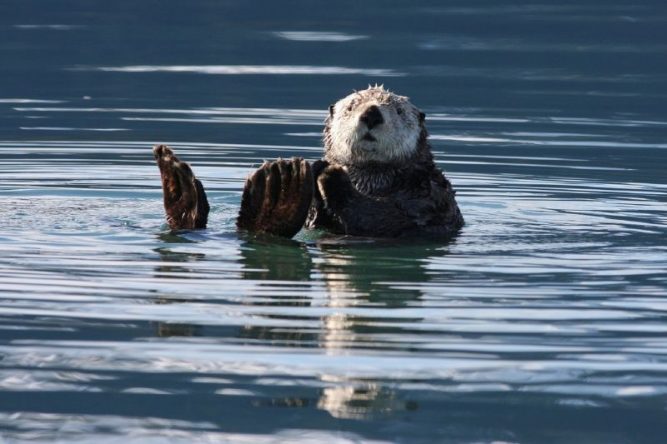 La nutria Características hábitat reproducción alimentación