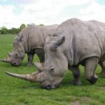 Rinoceronte blanco, características, hábitat, alimentación