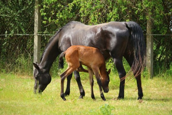 La yegua Características orígenes gestación reproducción