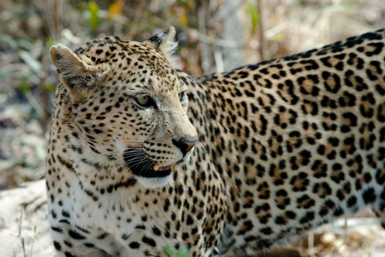 El leopardo | Características, hábitat, reproducción, alimentación