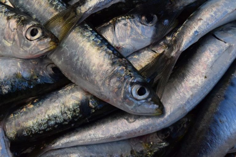 Sardina | Qué Es, Características, Alimentación, Reproducción, Hábitat ...