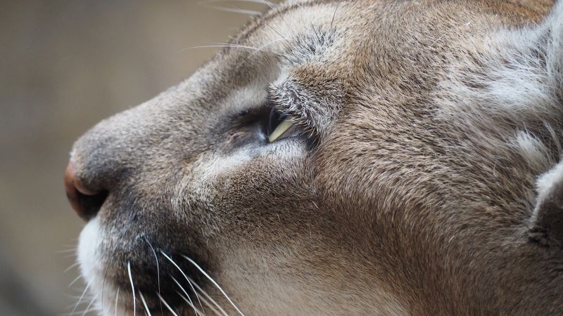 gloria aliviar Bermad El Puma | Características, alimentación, reproducción | Animal
