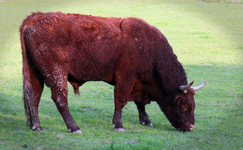 El toro | Características, comportamiento, reproducción, alimentación