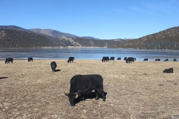 Yak | Características, alimentación, comportamiento, peligro | Animal