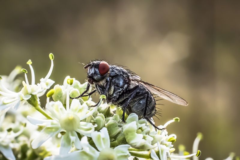 Mosca Características Hábitat Reproducción Alimentación Insecto