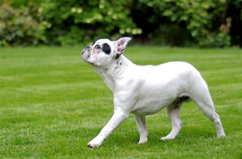 cuanto mide el cuello de un bulldog frances