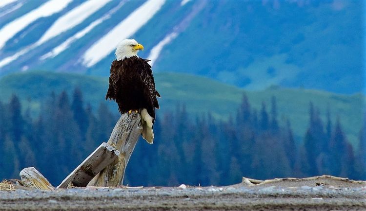 Águila calva | Características, comportamiento, alimentación, reproducción
