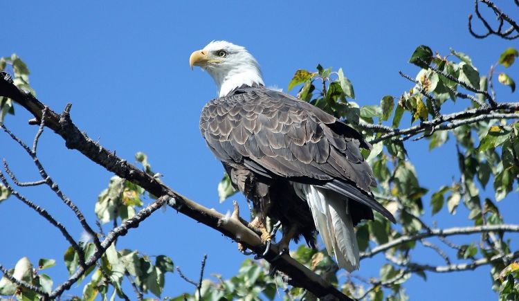 Águila calva | Características, comportamiento, alimentación, reproducción