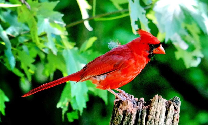 Pájaro cardenal