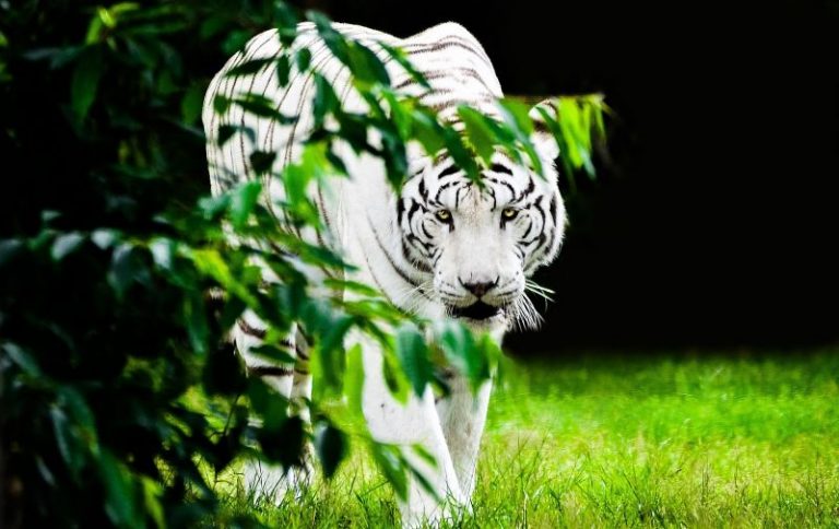 Tigre blanco Características hábitat alimentación reproducción Animal