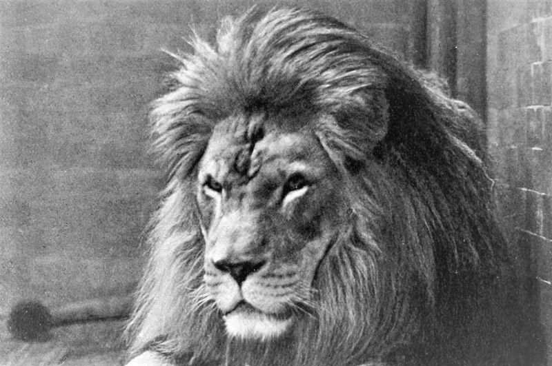 León del Atlas | Características, historia, extinción, reproducción, hábitat