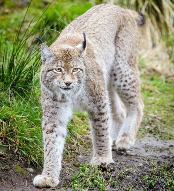 Lince boreal Características alimentación reproducción hábitat