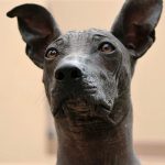 Xoloitzcuintle