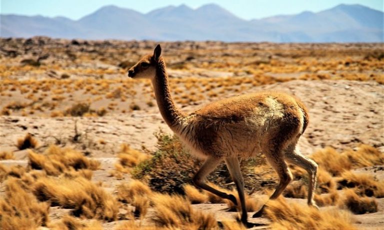 Guanaco Características hábitat alimentación reproducción Animal