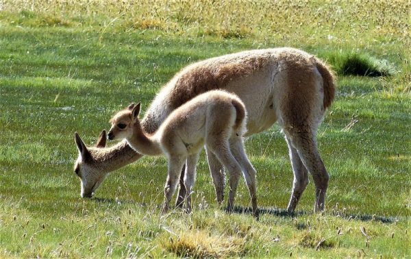 Vicuña | Características, hábitat, comportamiento, reproducción | Animal