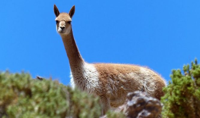 Vicuña Características Hábitat Comportamiento Reproducción Animal